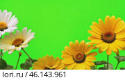 Yellow daisy flowers on a green screen. Vibrant flower heads on a green background animation. Wedding backdrop, Valentine's Day. Floral border frame on chroma key. Design element. Template, Mock-Up. Стоковое AI-видео, аниматор Марина Демидюк / Фотобанк Лори