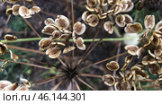 Peucedanum oreoselinum commonly known as Mountain Parsley. Plant seeds thin branches. Стоковое фото, фотограф Лариса Потехина / Фотобанк Лори