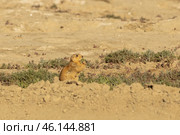 Speckled ground squirrel. Spermophilus suslicus. Wild animal in spring. Стоковое фото, фотограф Ольга Гордеева / Фотобанк Лори