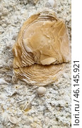 A close-up of a rock formation containing fossilized shells of ancient marine organisms. The central feature of the image is a large fossilized mollusk or coral with a spiral or rosette-like structure. Surrounding it are numerous smaller fossilized shells of various shapes, including spiral, rounded, and segmented structures.The rock is likely a fossilized limestone or conglomerate that formed millions of years ago on the bottom of an ancient sea. Such finds are common in areas where ancient oceans or lagoons once stood. Стоковое фото, фотограф Анна Кривицкая / Фотобанк Лори