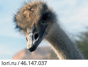 African ostrich (lat. - Struthio camelus) in the Yotvata Hai-Bar Nature Reserve. Стоковое фото, фотограф Irina Opachevsky / Фотобанк Лори