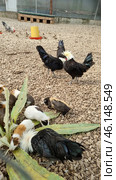 The grounds of a petting zoo, presumably the Taigan Lion Park. The frame shows a variety of animals, including decorative chickens with lush white crests (a breed similar to the Polish Crested), guinea pigs of various colors, and other small animals. They are in a gravel enclosure, next to plants. Bird feeders and shelters, as well as other small birds, are visible in the background, creating a farm-like atmosphere where animals can interact freely. Стоковое фото, фотограф Анна Кривицкая / Фотобанк Лори