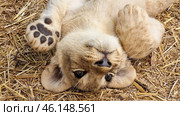 A lion cub lying on its back on a bed of straw. It looks relaxed, its paws are raised and its muzzle is turned towards the camera. The baby has light fur, black paw pads and expressive eyes. It is clear that it feels comfortable in its environment. Judging by the setting, this is a petting zoo or a special area for interacting with predators in the Taigan Lion Park. Стоковое фото, фотограф Анна Кривицкая / Фотобанк Лори
