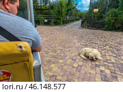 Tour of the Taigan Safari Park. In the foreground is a man in an electric car, probably a guide or a visitor, and in front of him, a sheep is resting on a paved path. The animal looks relaxed, which emphasizes the friendly and free atmosphere of the park.In the distance, tall enclosures with mesh domes are visible, intended for birds or other animals. The green landscape surrounding the park, well-kept paths and natural scenery create an impression of harmony between people and animals.Taigan Park is famous for its safari tours, where visitors can observe wild animals in conditions close to their natural habitat. (2023 год). Редакционное фото, фотограф Анна Кривицкая / Фотобанк Лори