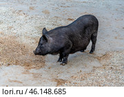 Black pig, probably in the Taigan Lion Park. The animal is standing on a concrete surface surrounded by a mixture of sand and mud. The pig has a compact body, smooth black skin and a short tail. It looks calm, possibly busy foraging for food. Judging by the environment, this may be part of a petting zoo or a farm corner in the park. Стоковое фото, фотограф Анна Кривицкая / Фотобанк Лори