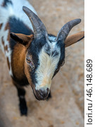 A horned goat, presumably from the petting zoo of the Taigan Lion Park. The animal has a spotted coat - black, white and brown spots adorn its fur. On its head are massive, slightly curved horns with a rough surface. The goat looks intently at the camera, creating a sense of curiosity and friendliness.The background is slightly blurred, but it is clear that the animal is on a hard surface, perhaps an enclosure or a paddock with a compacted surface. Judging by its facial expression and the position of its ears, it may be interested in visitors, perhaps expecting a treat. Стоковое фото, фотограф Анна Кривицкая / Фотобанк Лори
