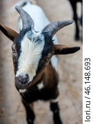 A horned goat, presumably from the petting zoo of the Taigan Lion Park. The animal has a spotted coat - black, white and brown spots adorn its fur. On its head are massive, slightly curved horns with a rough surface. The goat looks intently at the camera, creating a sense of curiosity and friendliness.The background is slightly blurred, but it is clear that the animal is on a hard surface, perhaps an enclosure or a paddock with a compacted surface. Judging by its facial expression and the position of its ears, it may be interested in visitors, perhaps expecting a treat. Стоковое фото, фотограф Анна Кривицкая / Фотобанк Лори