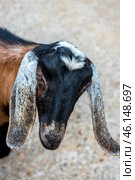 A goat with long, drooping ears, which probably belongs to the Nubian breed. Its characteristic features are its black-brown coat, a white spot on its forehead, and expressive eyes. The goat looks curious and friendly, slightly tilting its head towards the camera.The background is blurred, but it can be assumed that the animal is in the petting zoo of the Taigan Lion Park. The surface under the animal's feet is hard and probably compacted soil or concrete, which is typical for farm corners in zoos. Стоковое фото, фотограф Анна Кривицкая / Фотобанк Лори