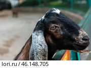 A goat with long, floppy ears standing near the fence of a pen. Judging by its appearance, it may be a representative of the Nubian breed, distinguished by a characteristic profile of the muzzle and large ears. The goat looks to the side, giving the impression of interest or expectation of food from visitors.The background is blurred, but it is clear that the animal is in a pen surrounded by a green metal fence. The atmosphere of the photo is reminiscent of a petting zoo or a farm corner at the Taigan Lion Park, where visitors can interact with domestic animals. Стоковое фото, фотограф Анна Кривицкая / Фотобанк Лори