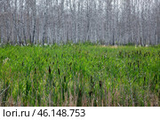 Reeds and cattail close-up against the background of white-bore birches without leaves. Стоковое фото, фотограф Андреева Тамара Викторовна / Фотобанк Лори