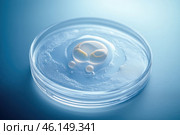 Early-stage embryo development in vitro. Стоковое AI-изображение, AI-художник Башкирова Анна / Фотобанк Лори