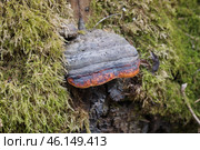 Гриб трутовик окаймлённый (лат. Fomitopsis pinicola) растет на старом пне, покрытым мхом. Стоковое фото, фотограф Елена Коромыслова / Фотобанк Лори