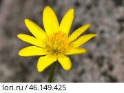 Лютик весенний или чистяк (лат. Ranunculus ficaria) крупным планом. Стоковое фото, фотограф Елена Коромыслова / Фотобанк Лори
