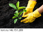 Hand of gardener seedling young a tree sapling in the fertile soil. Hands in yellow gloves is gardening. Farmer planting plants in the ground. Organic Cultivation. Free space for text. Planting ground. Стоковое AI-изображение, AI-художник Марина Демидюк / Фотобанк Лори