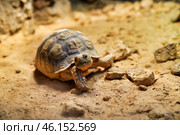 Geochelone sulcata land desert turtle. Стоковое фото, фотограф  Сергей Фомин / Фотобанк Лори