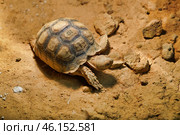 Geochelone sulcata land desert turtle. Стоковое фото, фотограф  Сергей Фомин / Фотобанк Лори