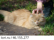 Девочка гладит пушистого дымчатого кота, лежащего под деревом. Стоковое фото, фотограф YuryKara / Фотобанк Лори
