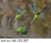 Барселона - город зеленых попугаев-монахов. Стоковое фото, фотограф YuryKara / Фотобанк Лори