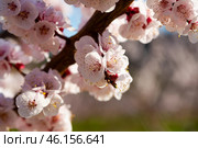 Close-up blossoming of apricot trees on a meadows. Стоковое фото, фотограф Яков Филимонов / Фотобанк Лори