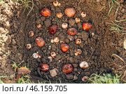 Tulip bulbs fall planting. Gardener puts bulbs in soil with ash. Autumn gardening work. Planting spring flowers. Стоковое фото, фотограф Ольга Сейфутдинова / Фотобанк Лори