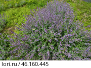 Nepeta Racemosa or catnip - flowering plant used in landscape design. Стоковое фото, фотограф Володина Ольга / Фотобанк Лори