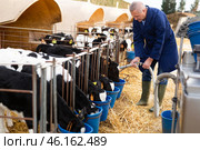 Aged farmer pouring water into buckets to give calves drink. Стоковое фото, фотограф Яков Филимонов / Фотобанк Лори