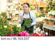 Woman seller holding ranunculus asiatica in flower shop. Стоковое фото, фотограф Яков Филимонов / Фотобанк Лори