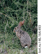 Bloated mites feed on animals. Sick wild hare with ticks attached to its ears. Стоковое фото, фотограф Екатерина Якименко / Фотобанк Лори