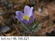 Прострел раскрытый (Pulsatilla patens L.), "Сон-трава" Стоковое фото, фотограф Мария Петрова / Фотобанк Лори