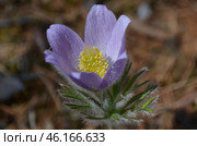 Прострел раскрытый (Pulsatilla patens L.), "Сон-трава" Стоковое фото, фотограф Мария Петрова / Фотобанк Лори