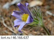 Прострел раскрытый (Pulsatilla patens L.), "Сон-трава" Стоковое фото, фотограф Мария Петрова / Фотобанк Лори