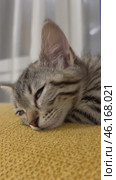 a little cat sleeps and dreams UGC Pet Clip vertical. Стоковое видео, видеограф Mihail Mihaylov / Фотобанк Лори