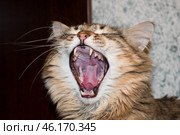 Домашний полосатый рыже-коричневый кот зевает. Стоковое фото, фотограф Алиса Сокол / Фотобанк Лори