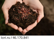 Woman holding worms with soil, closeup. Стоковое фото, фотограф Pixel_shot / Фотобанк Лори