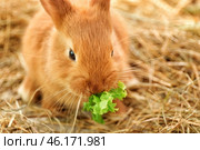 Cute fluffy bunny eating lettuce on straw. Стоковое фото, фотограф Pixel_shot / Фотобанк Лори