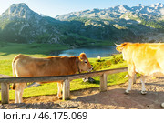 Cow of the Asturian mountain breed sits on a meadow in a national park at dawn. Стоковое фото, фотограф Татьяна Яцевич / Фотобанк Лори