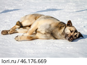 Homeless dog sleeps in the snow on a sunny day. Стоковое фото, фотограф Зарифа Арсланова / Фотобанк Лори