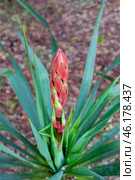 Yucca palm flower buds. Ornamental plants for the garden. Стоковое фото, фотограф Коханова Наталья / Фотобанк Лори