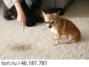 Owner scolding her dog for wet spot on carpet. Стоковое фото, фотограф Pixel_shot / Фотобанк Лори