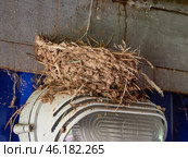 Южный Урал, гнездо деревенской ласточки (Hirundo rustica) на фонаре. South Urals, the nest of the barn swallow (Hirundo rustica) on the lantern. Стоковое фото, фотограф Евгений Романов / Фотобанк Лори