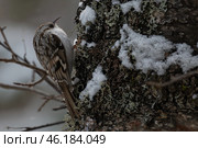 Обыкновенная пищуха (лат. Certhia familiaris) Стоковое фото, фотограф Бородкин Андрей / Фотобанк Лори