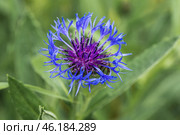 blue mountain cornflower in sprin. Стоковое фото, фотограф Ольга Сейфутдинова / Фотобанк Лори