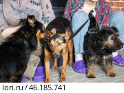 Three cute dogs sit close to a person in stylish purple crocs. Стоковое фото, фотограф Аксенова Вера / Фотобанк Лори