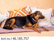 A brown and black Herding dog standing in a living room. Стоковое фото, фотограф Аксенова Вера / Фотобанк Лори