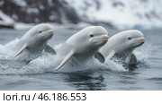Two beluga whales surfacing in icy waters of the Arctic region during a foggy morning. Стоковое AI-изображение, AI-художник Юлия Гапеенко / Фотобанк Лори