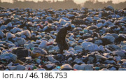 Waste picker searching for recyclable materials in a landfill at sunset. Стоковое видео, видеограф Данил Руденко / Фотобанк Лори