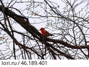 Клёст-сосновик (Loxia pytyopsittacus) на ветке дерева весной. A parrot crossbill (Loxia pytyopsittacus) on a tree branch in spring. Стоковое фото, фотограф Евгений Романов / Фотобанк Лори