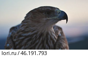 Imperial eagle perching, silhouetted against soft sunset light, revealing powerful profile over crimean landscape. Стоковое видео, видеограф Mikhail Davidovich / Фотобанк Лори