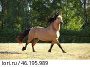 Vyatka horse galloping free in summer stud farm. Vyatskaya loshad is an endangered breed of horse native to the former Vyatka region. Вятская лошадь бежит галопом по лугу. Стоковое фото, фотограф Михаил Кондрашов / Фотобанк Лори