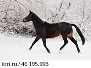 Running race horse on a background of a snowfall and winter woods. Бегущая спортивная скаковая лошадь на фоне снегопада и снежных сугробов в зимнем лесу. Стоковое фото, фотограф Михаил Кондрашов / Фотобанк Лори